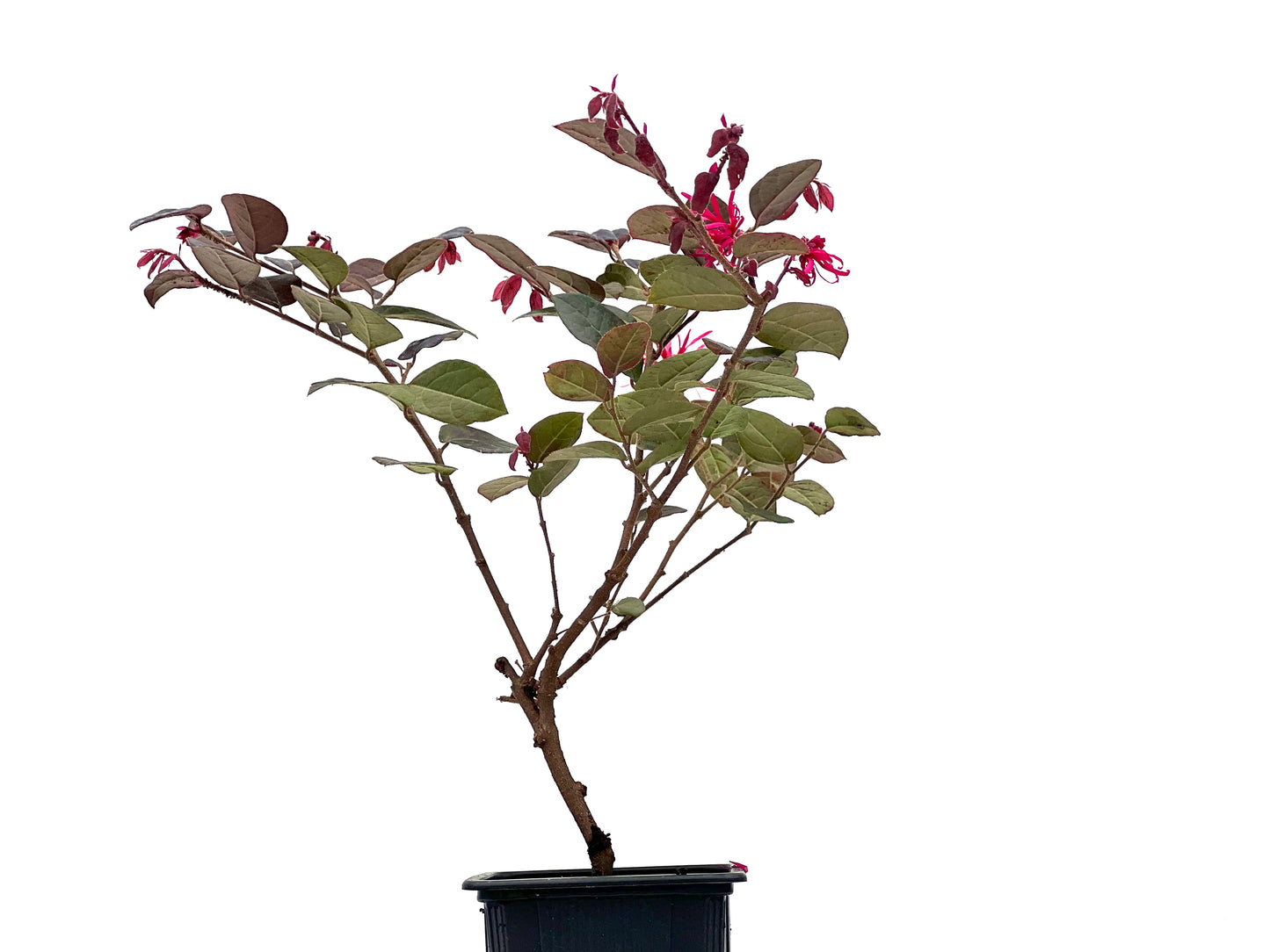 Loropetalum