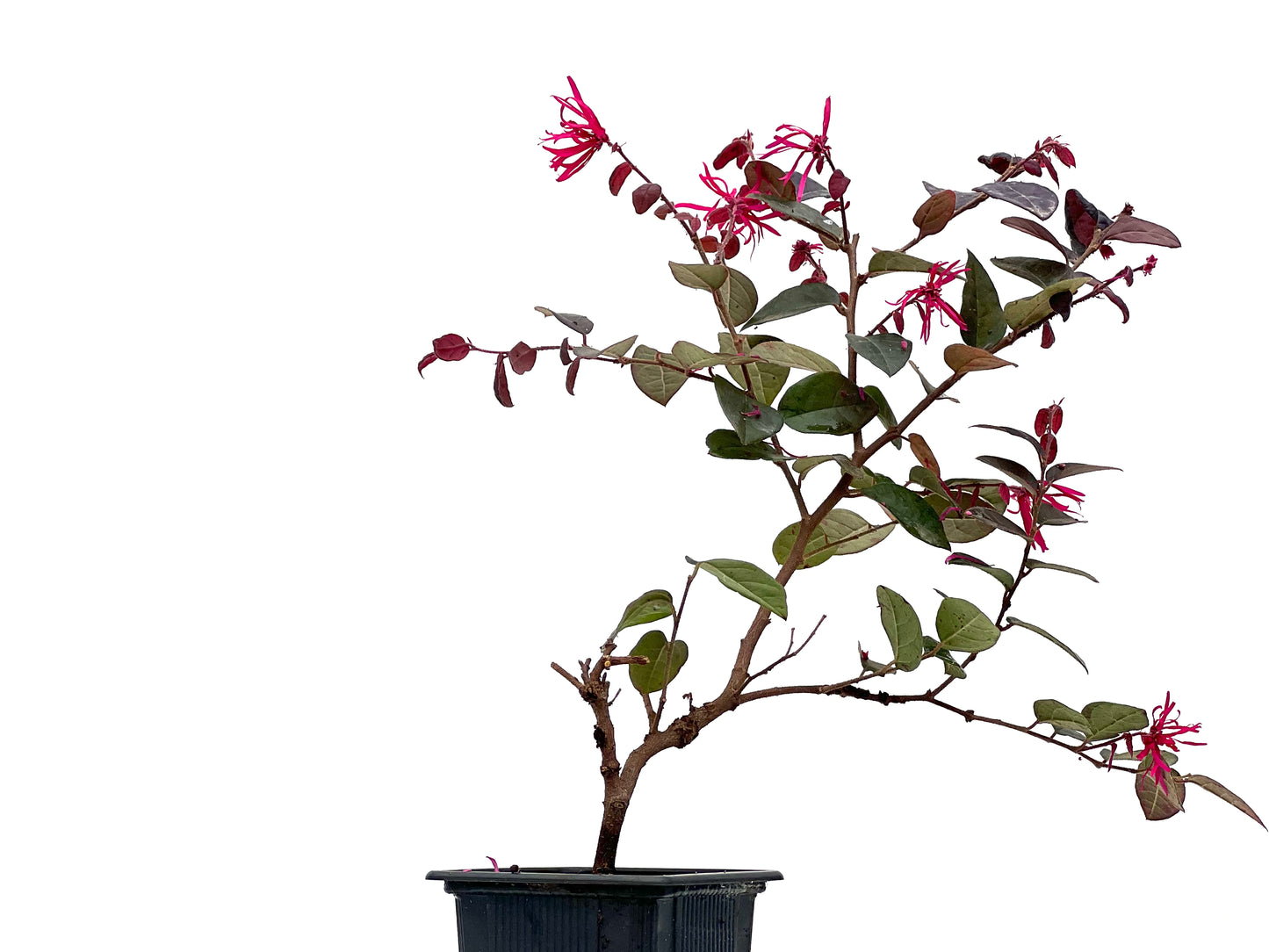 Loropetalum