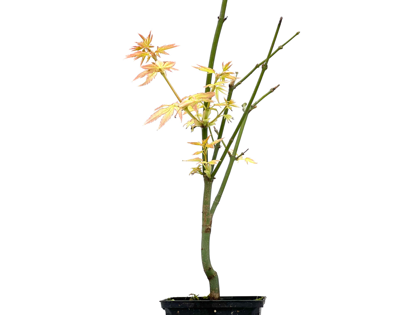 Arce Palmatum Katsura