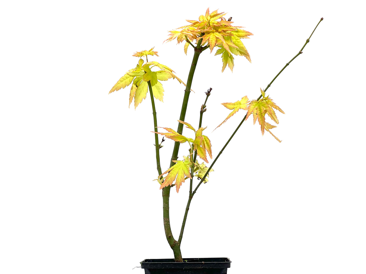 Arce Palmatum Katsura