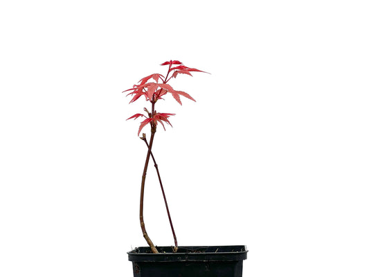 Arce Palmatum Deshojo