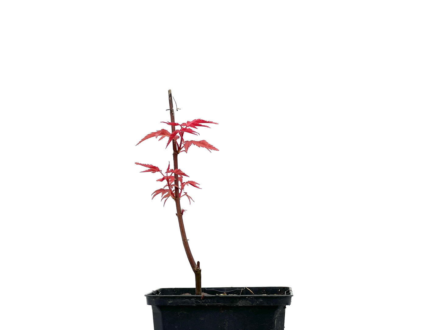 Arce Palmatum Deshojo