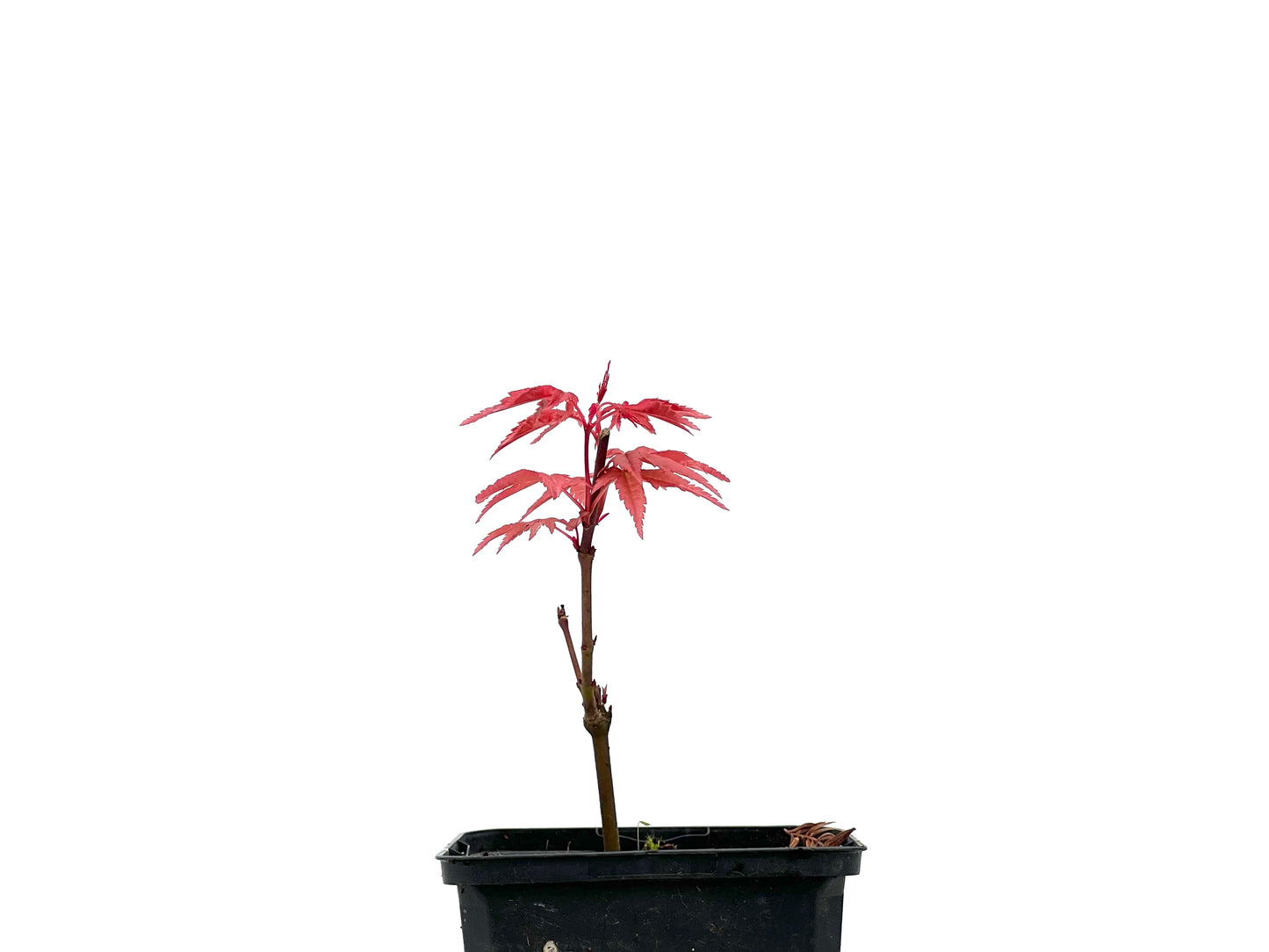 Arce Palmatum Deshojo