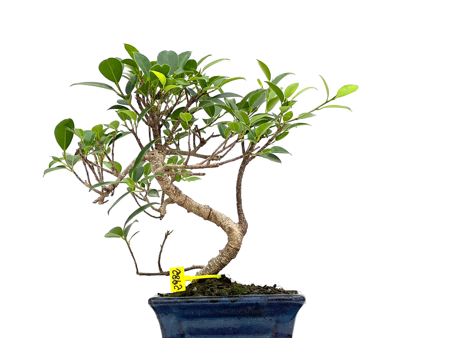 Ficus Tiger Bark 2982