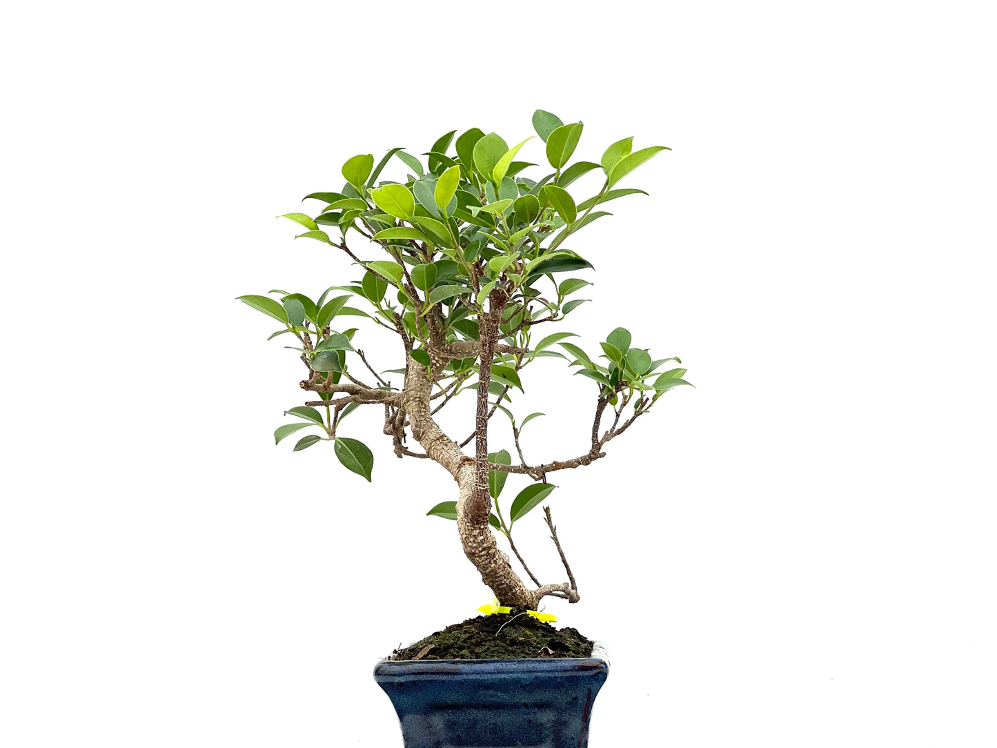 Ficus Tiger Bark 2982