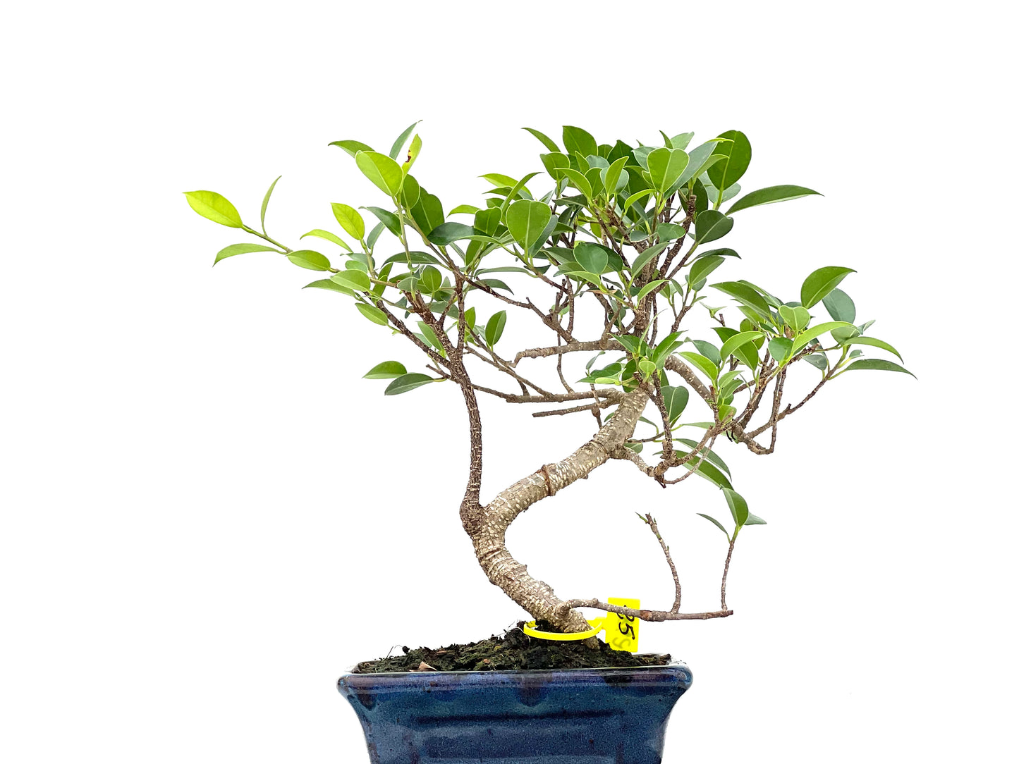 Ficus Tiger Bark 2982