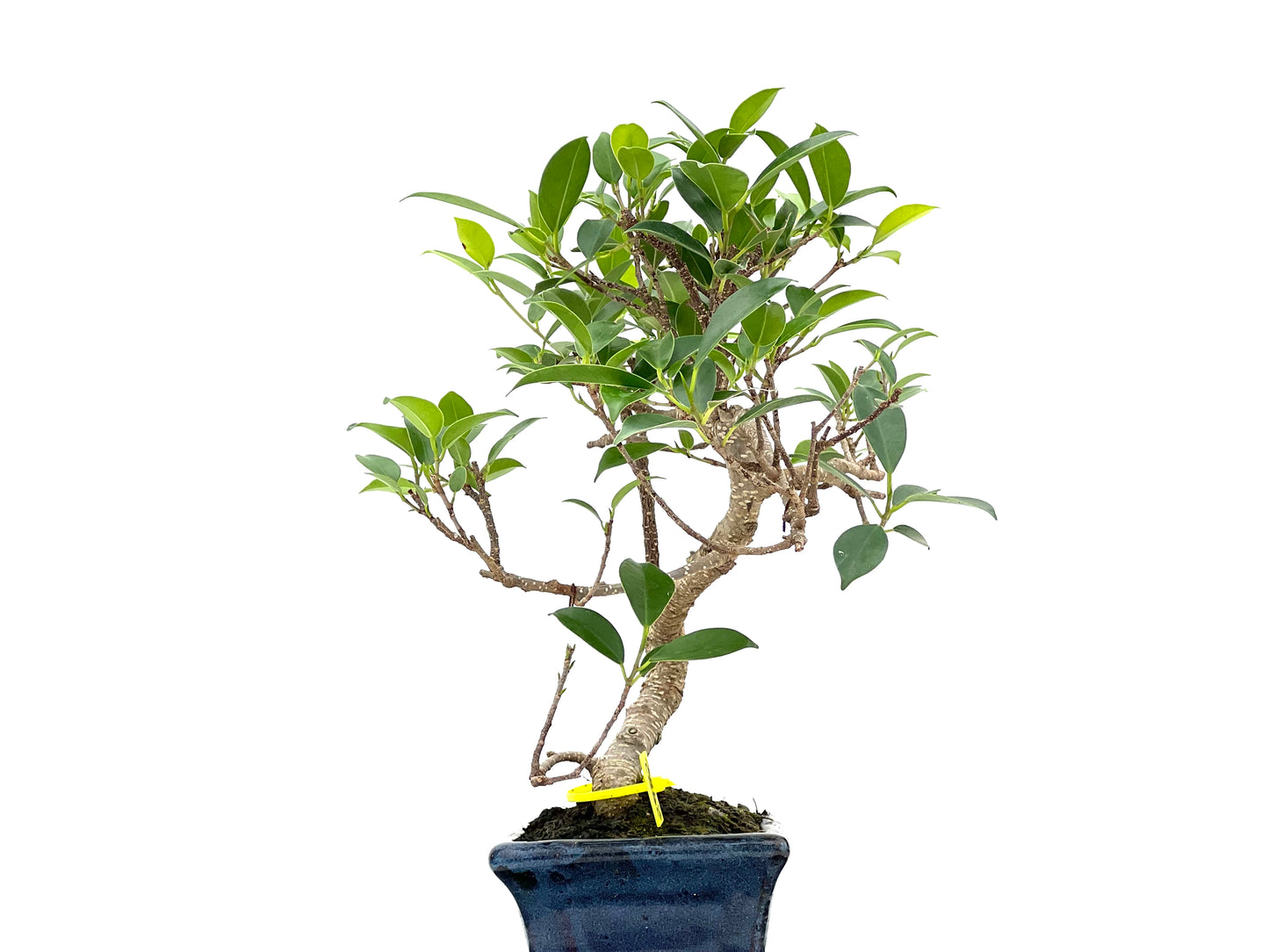 Ficus Tiger Bark 2982