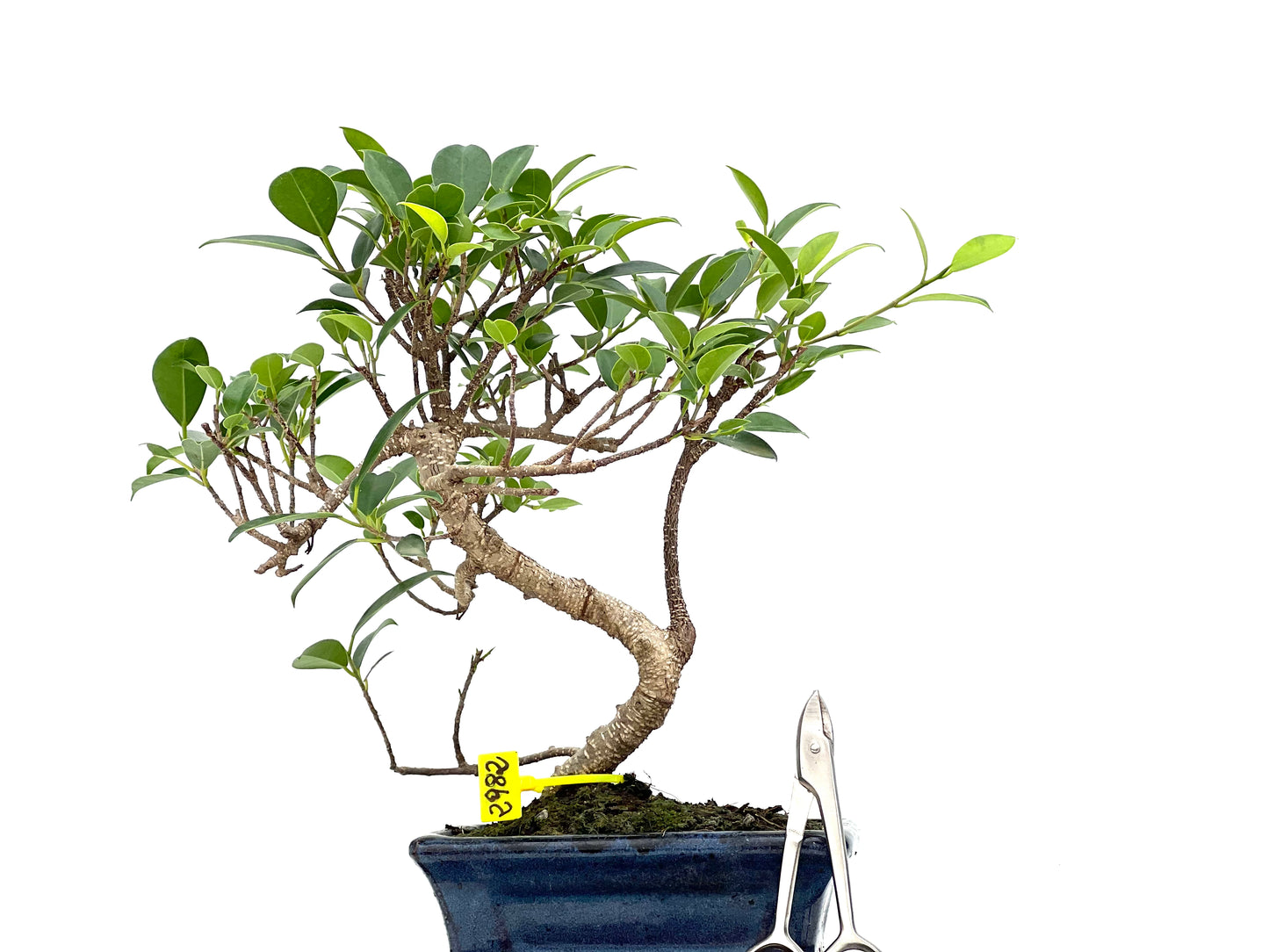 Ficus Tiger Bark 2982