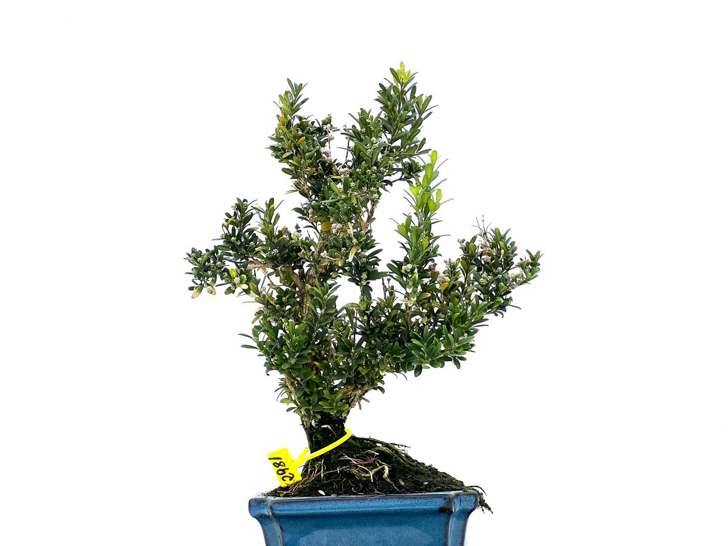 Buxus Harlandii 2981