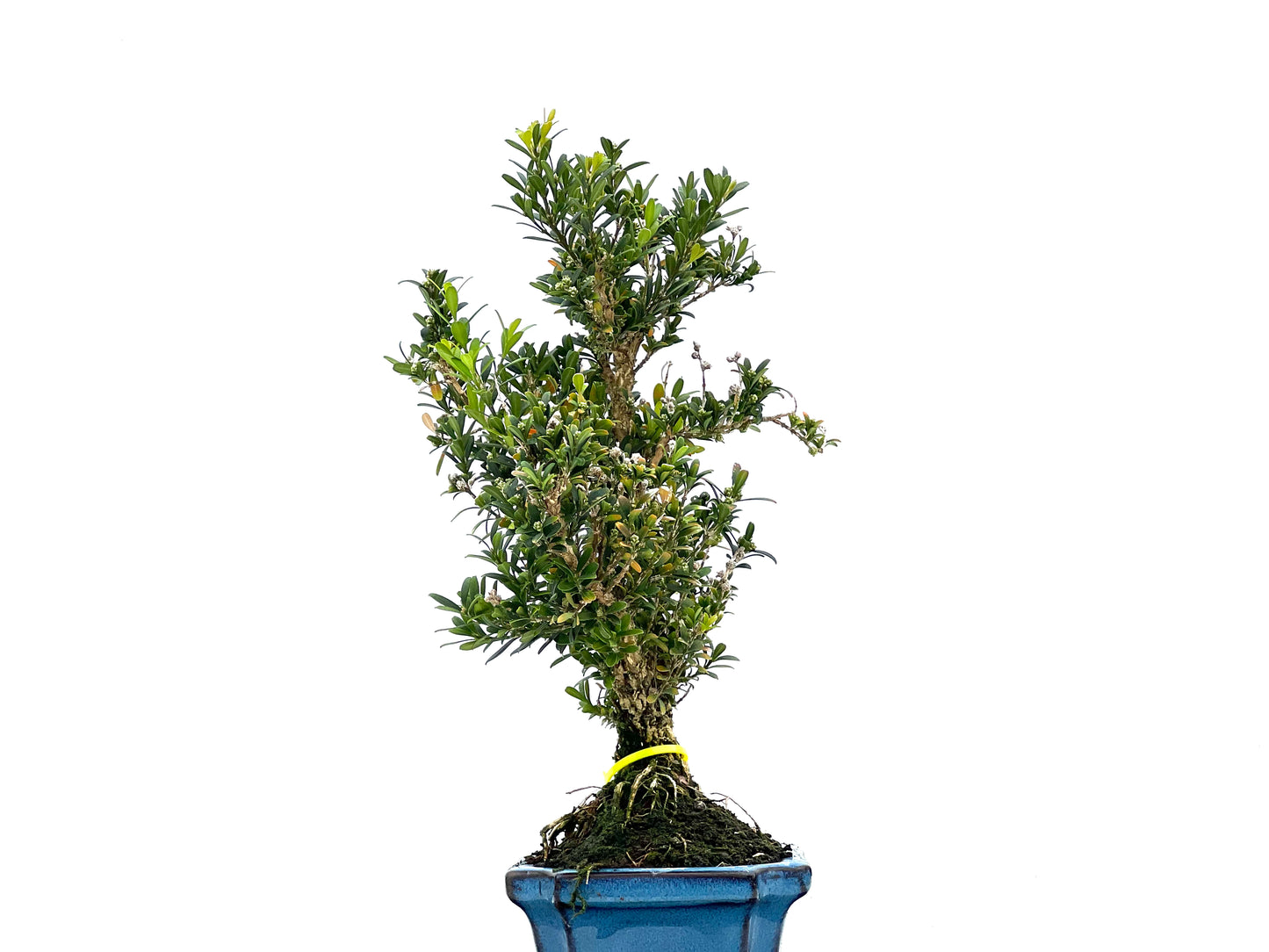 Buxus Harlandii 2981