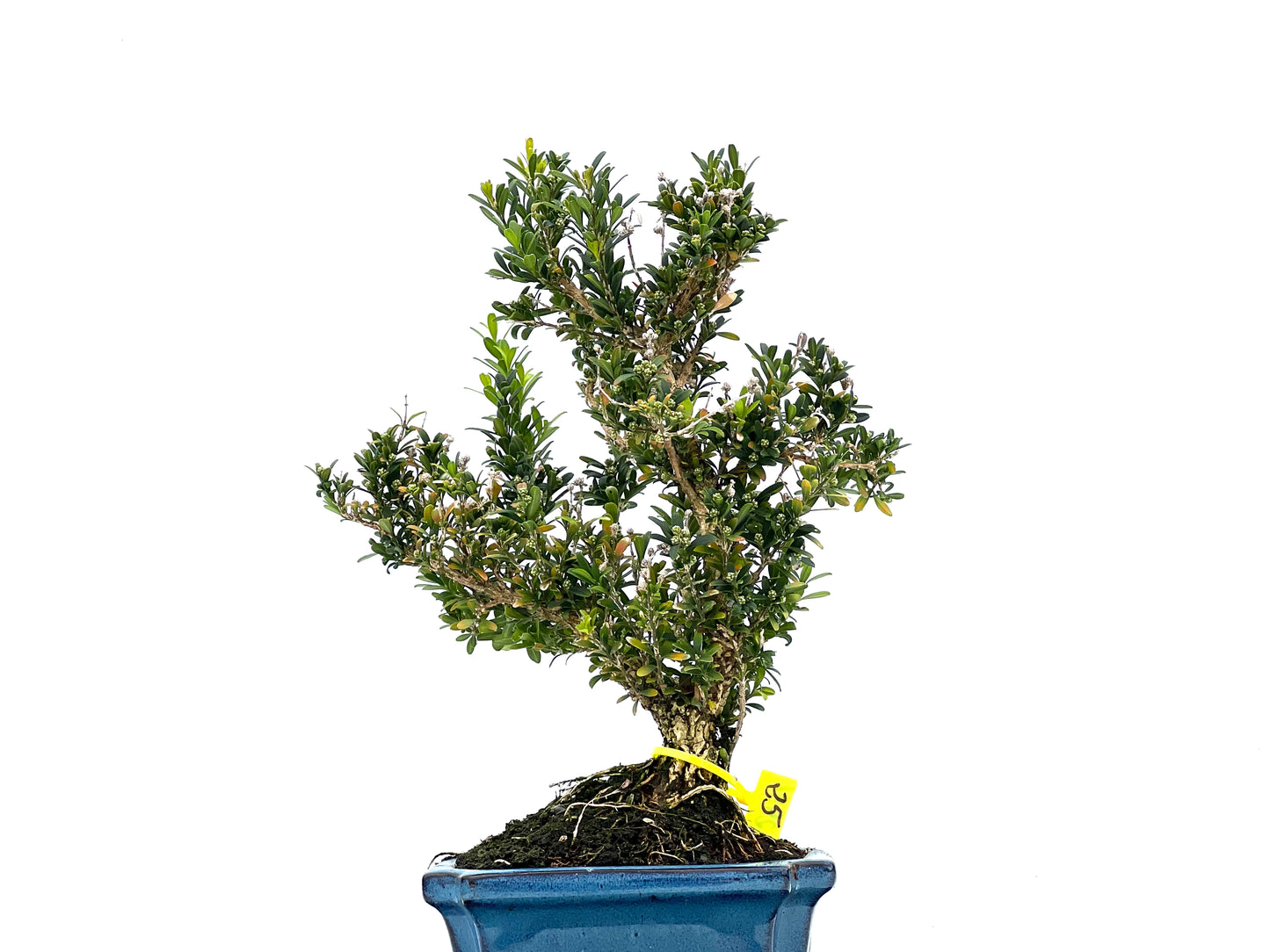 Buxus Harlandii 2981