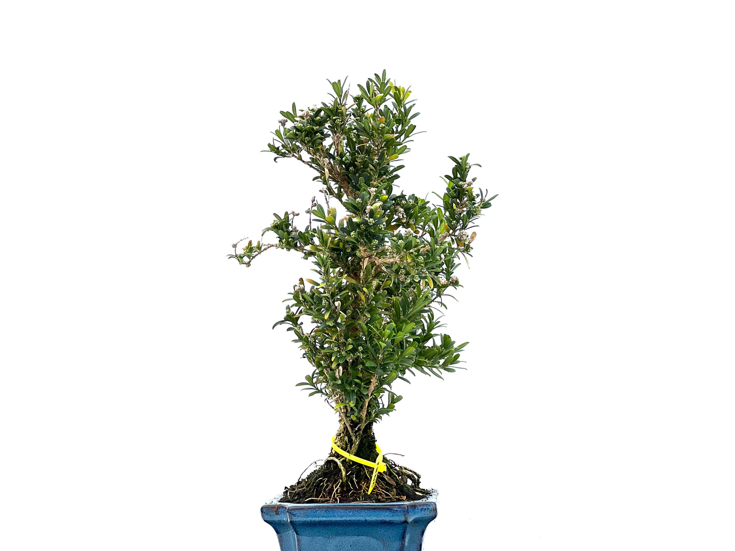 Buxus Harlandii 2981
