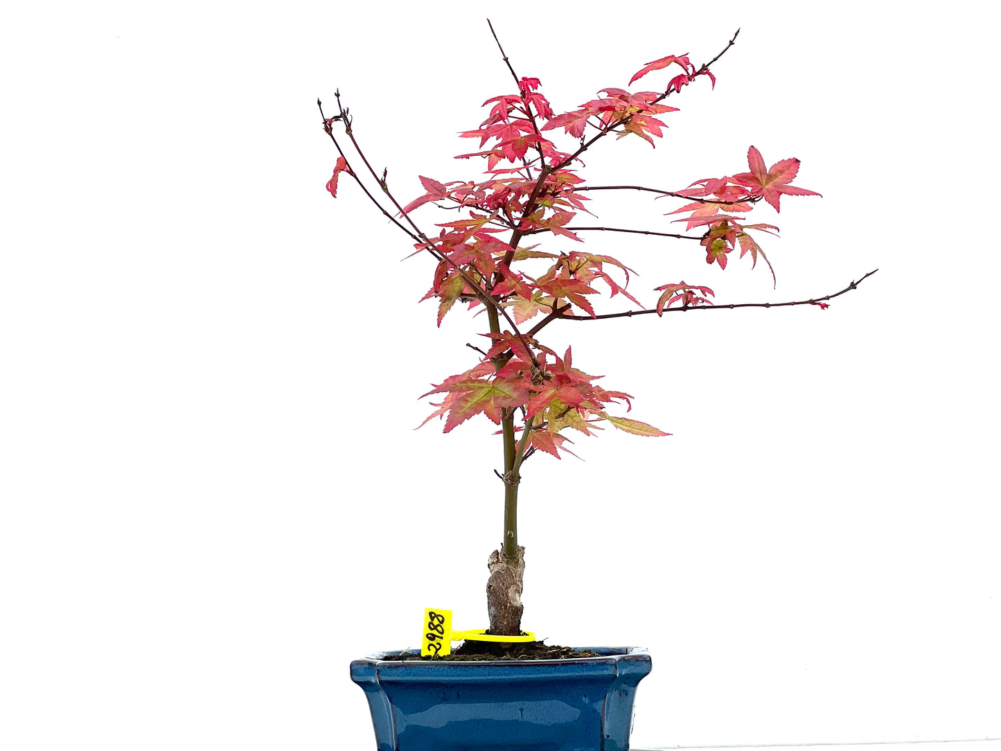 Arce Palmatum Deshojo 2988