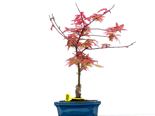 Arce Palmatum Deshojo 2988