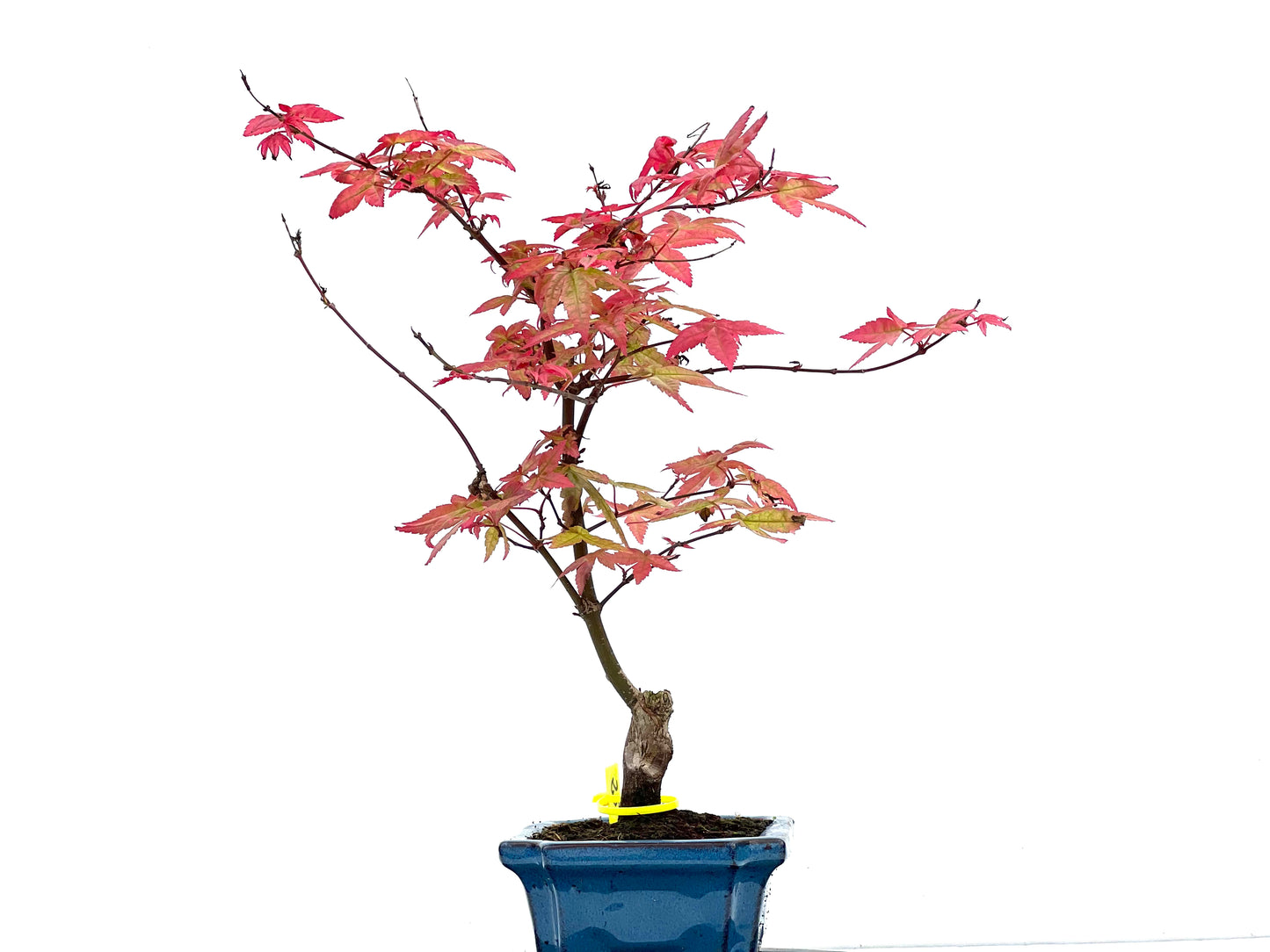 Arce Palmatum Deshojo 2988