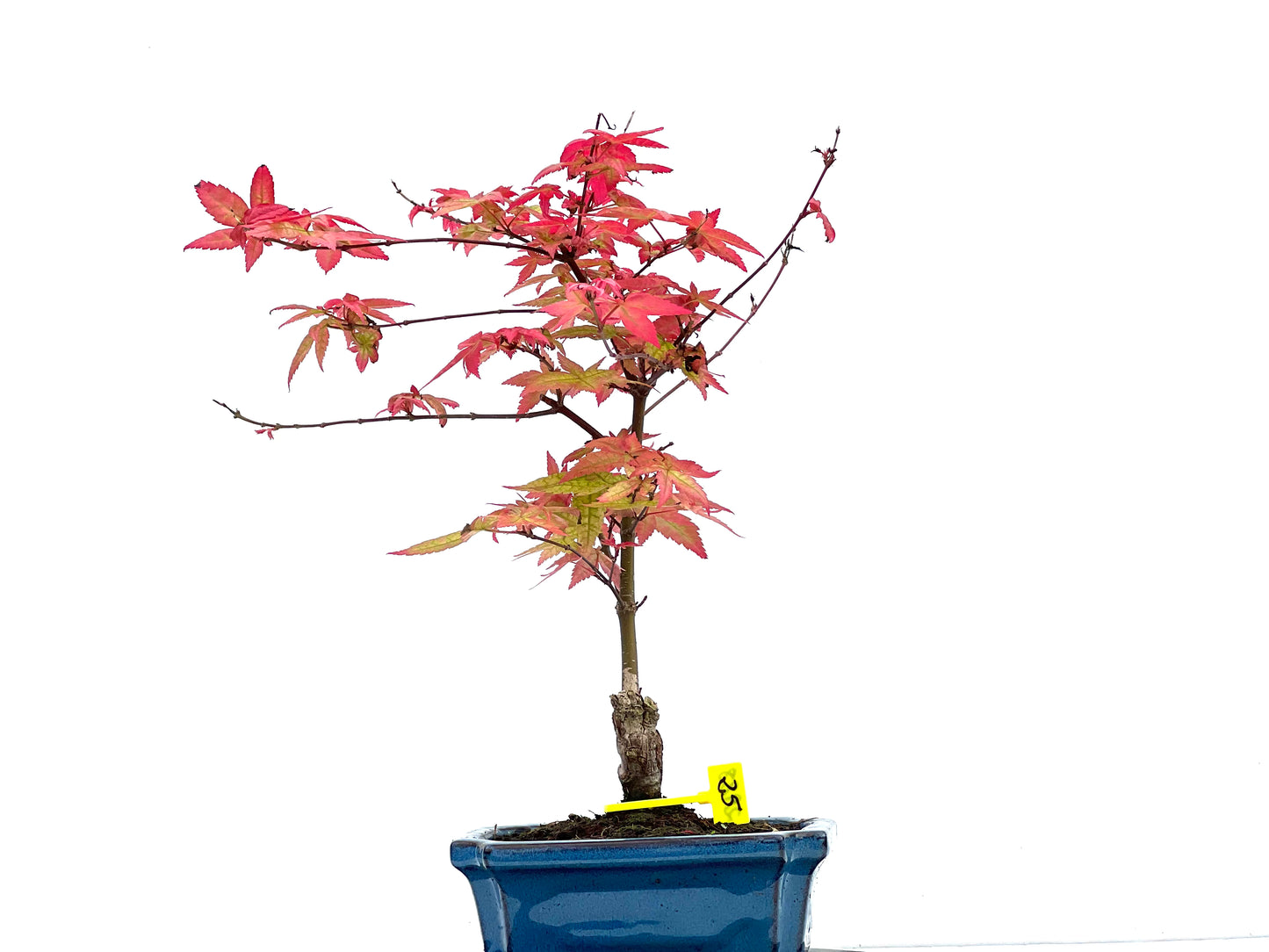 Arce Palmatum Deshojo 2988