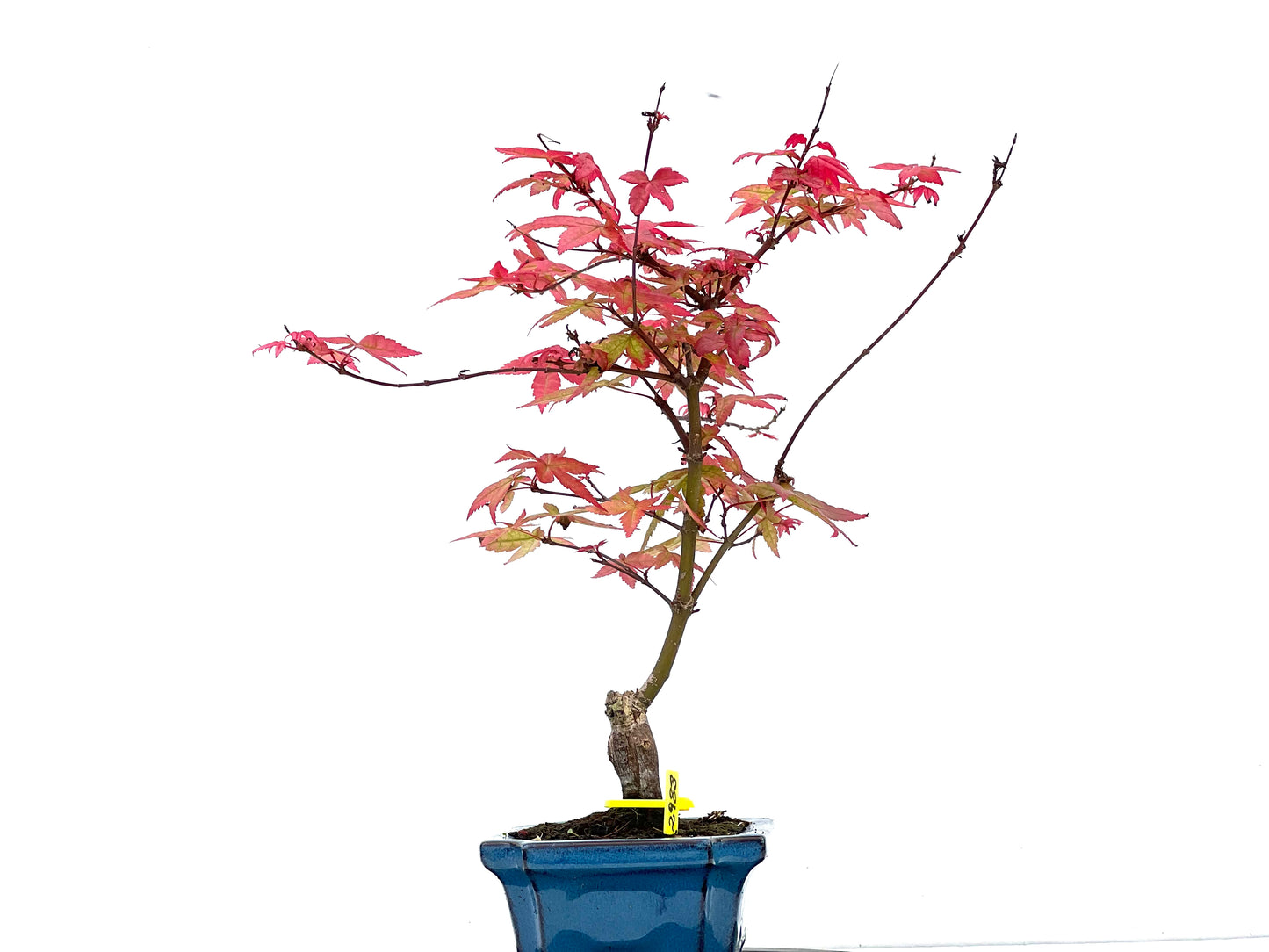 Arce Palmatum Deshojo 2988