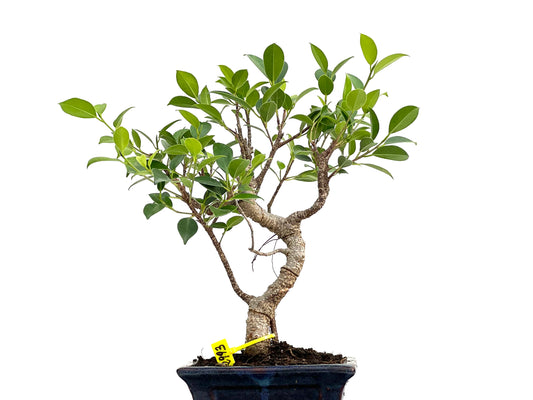 Ficus Tiger Bark 2993