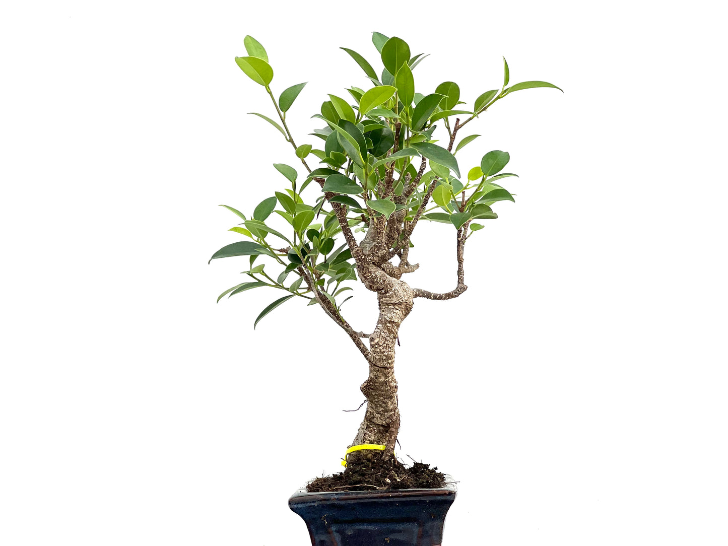 Ficus Tiger Bark 2993