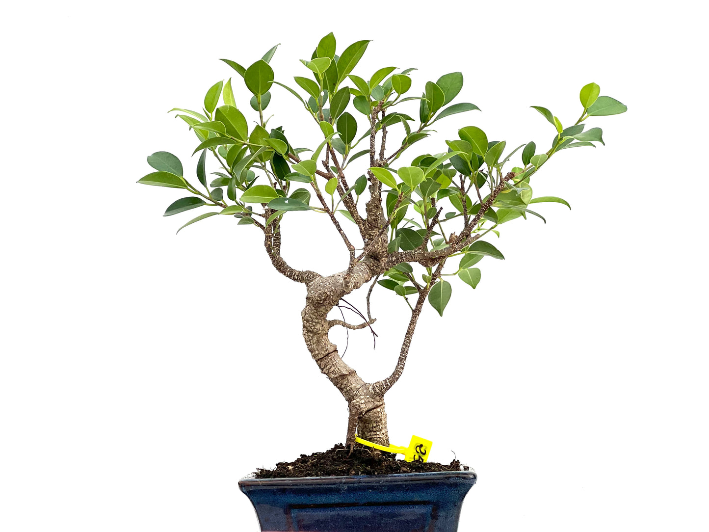 Ficus Tiger Bark 2993