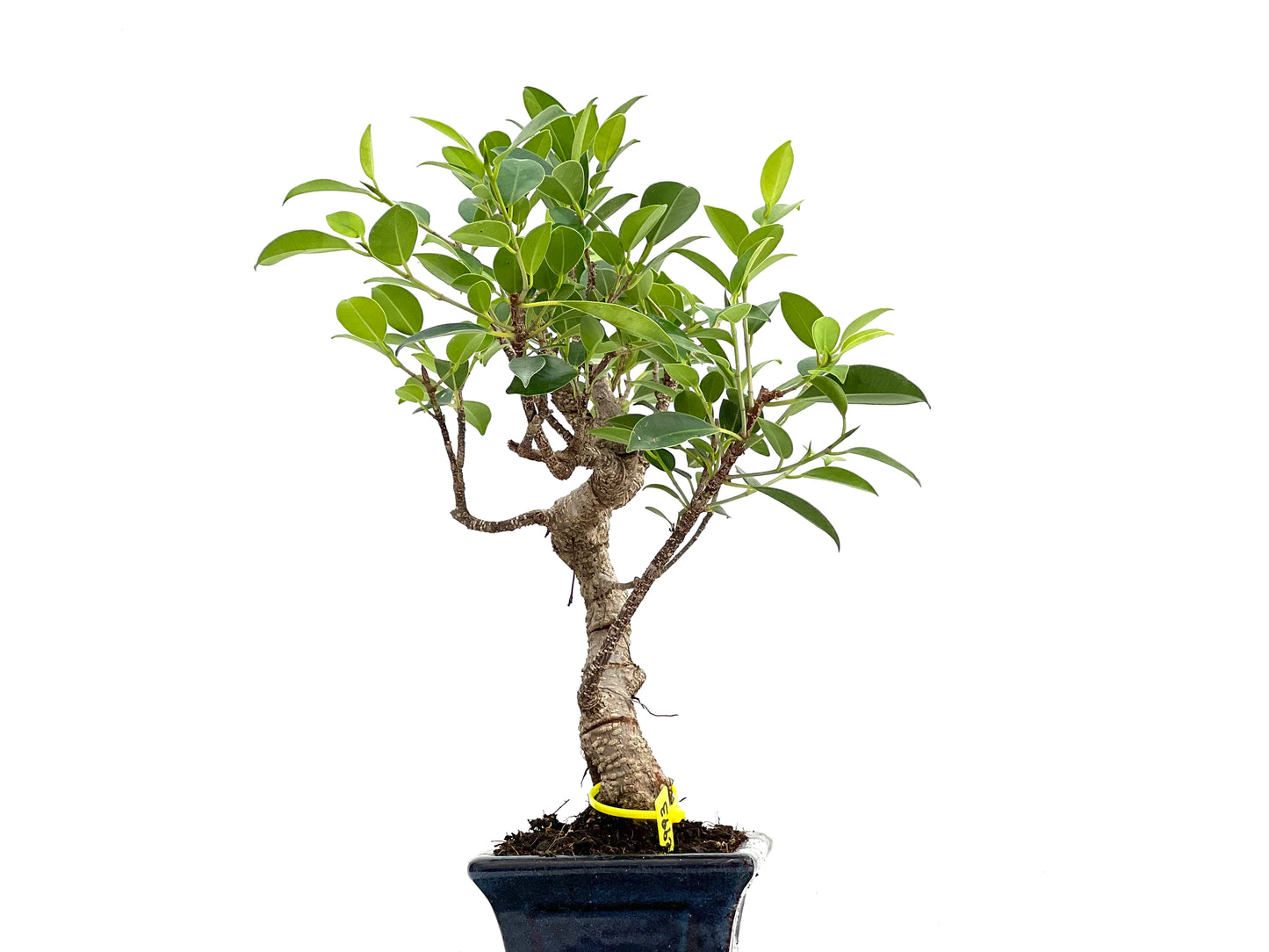 Ficus Tiger Bark 2993