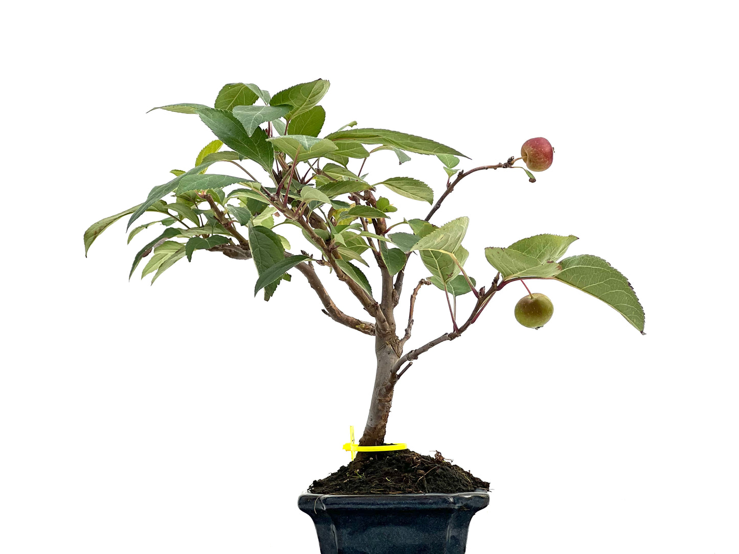 Malus Everest 2992