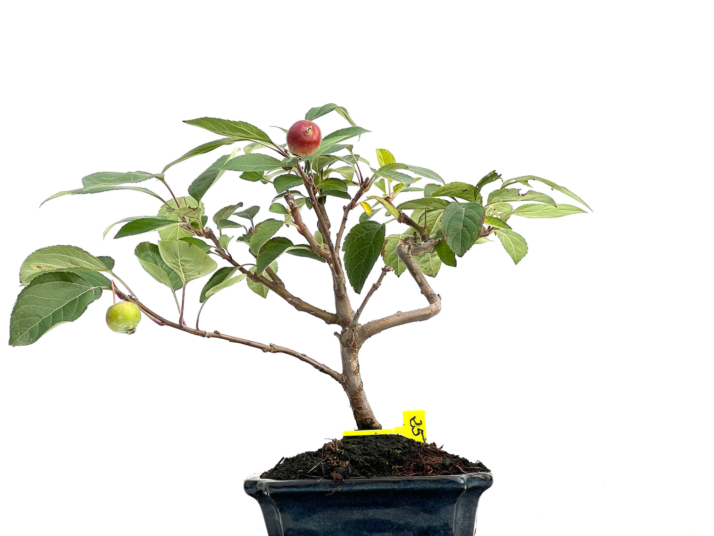 Malus Everest 2992