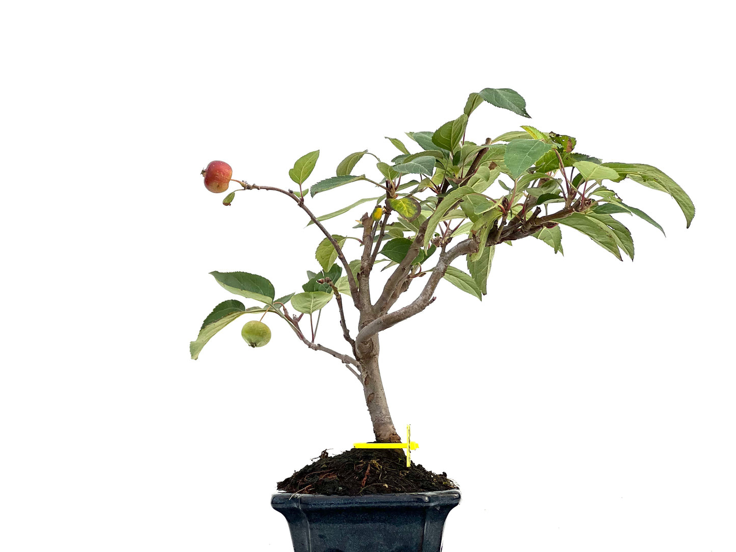Malus Everest 2992
