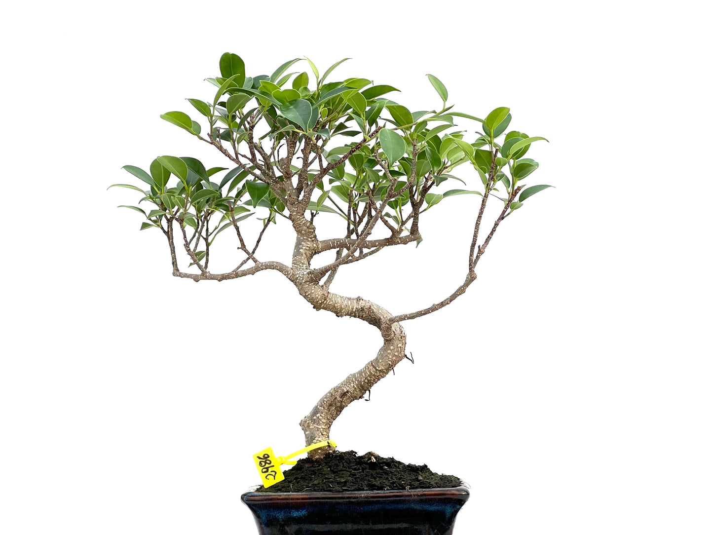 Ficus Tiger Bark 2986