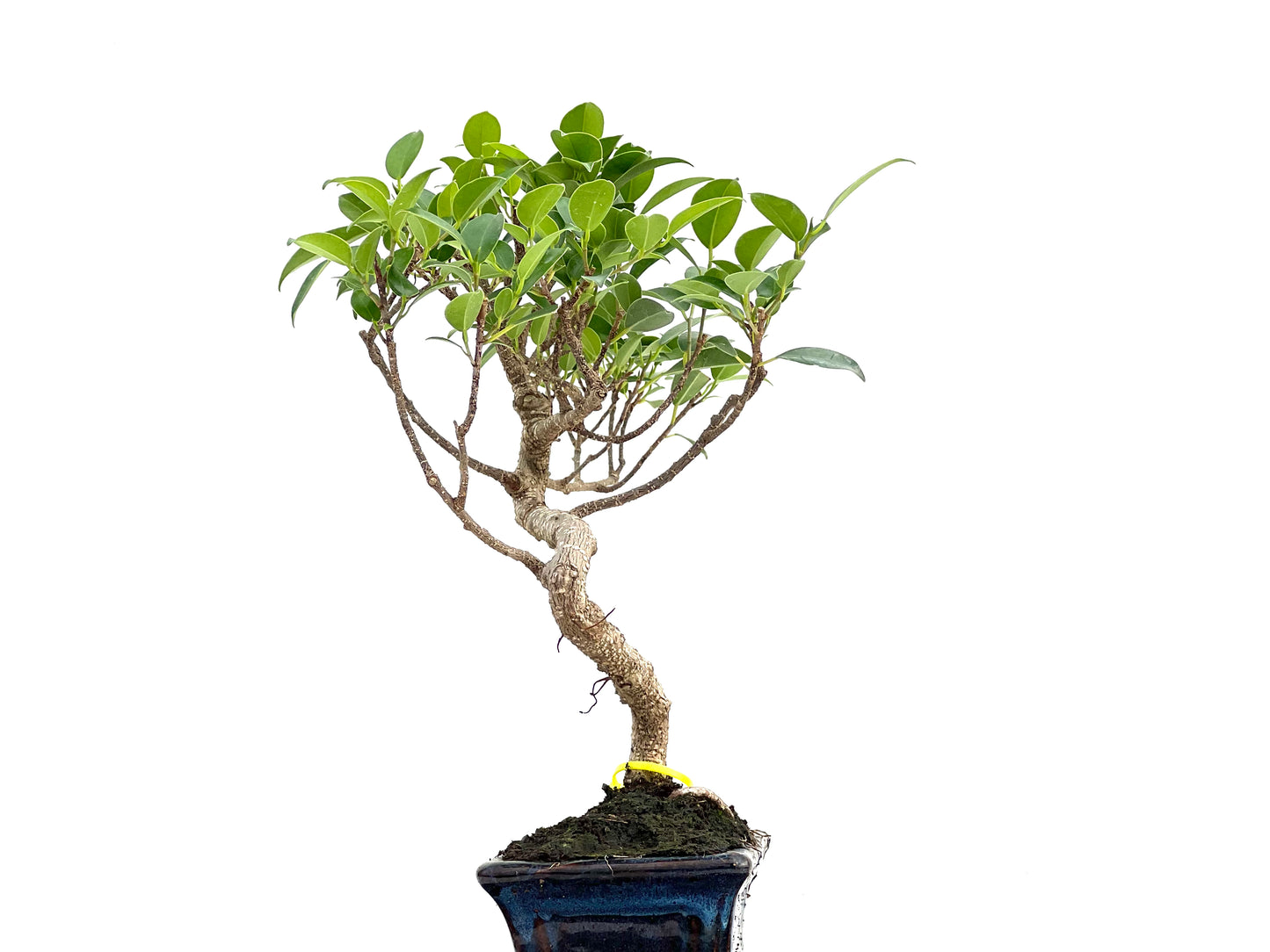 Ficus Tiger Bark 2986