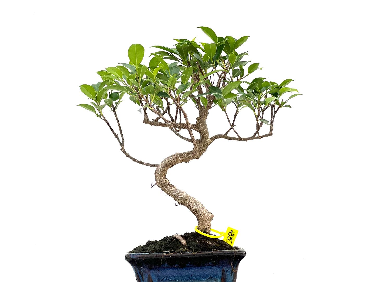 Ficus Tiger Bark 2986