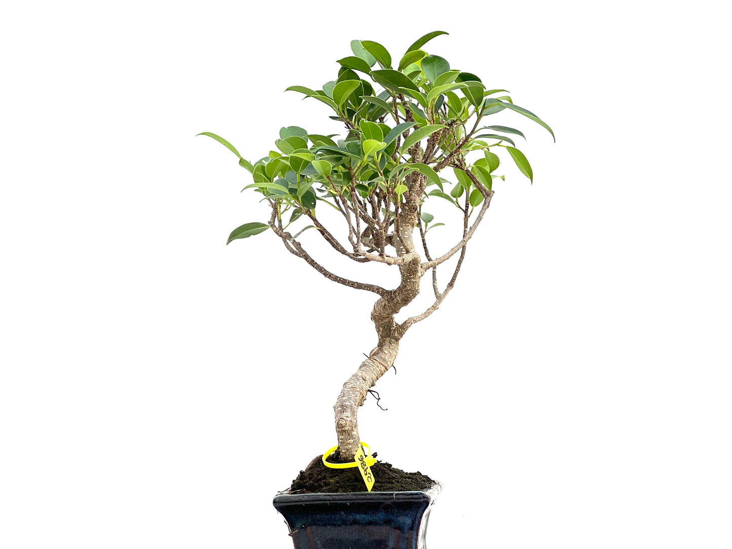 Ficus Tiger Bark 2986