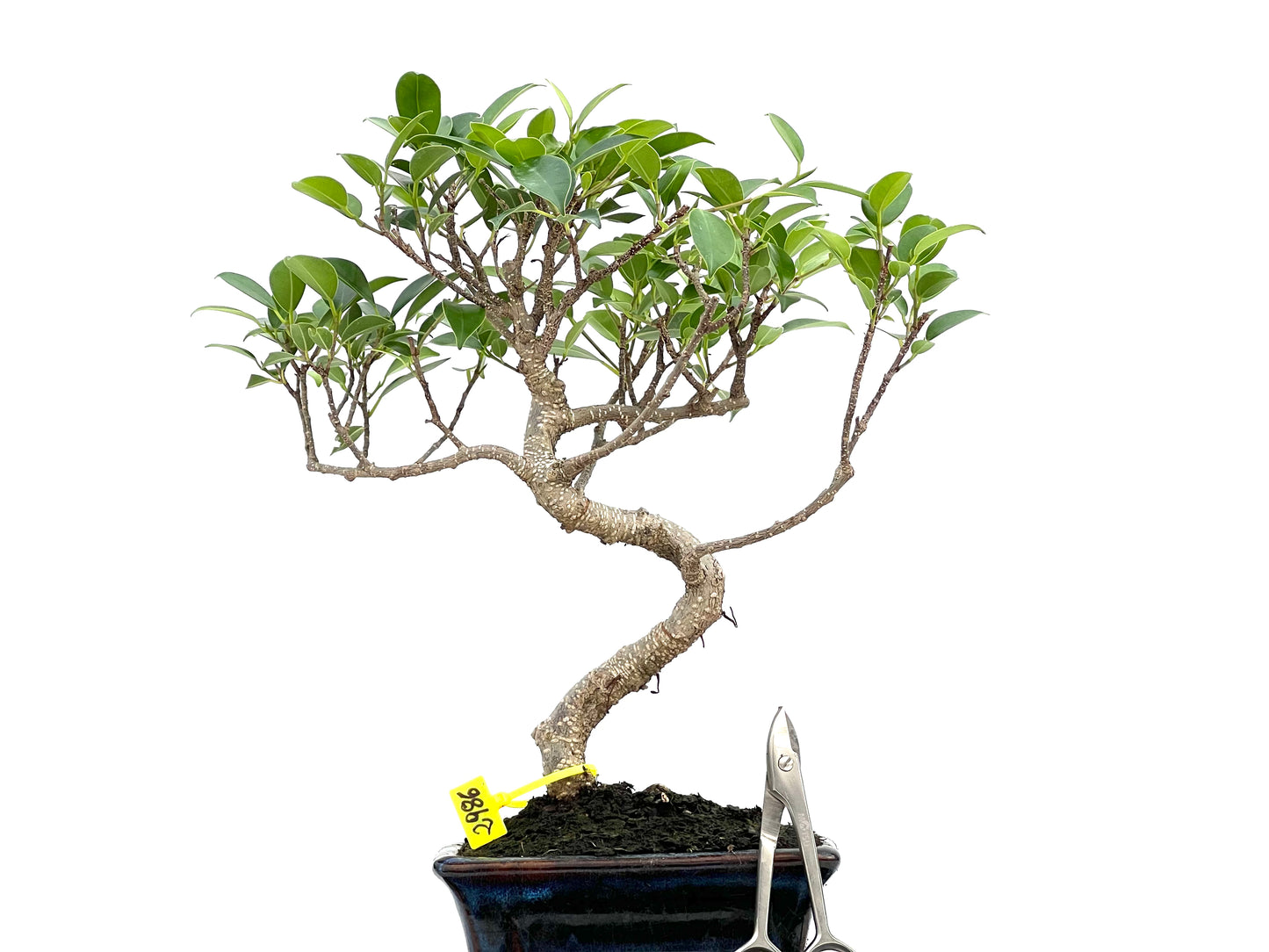 Ficus Tiger Bark 2986