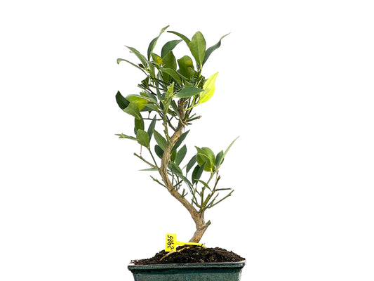 Citrus Limencuat 2985