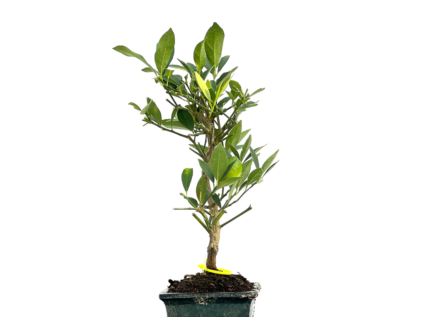 Citrus Limencuat 2985