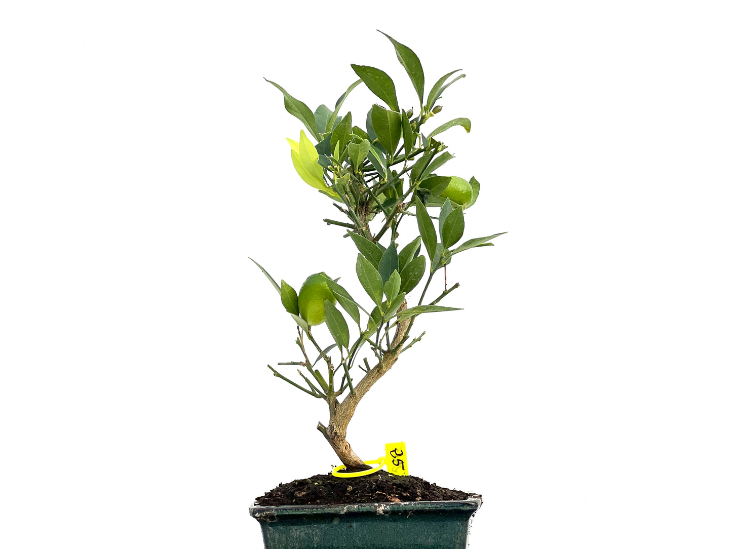 Citrus Limencuat 2985