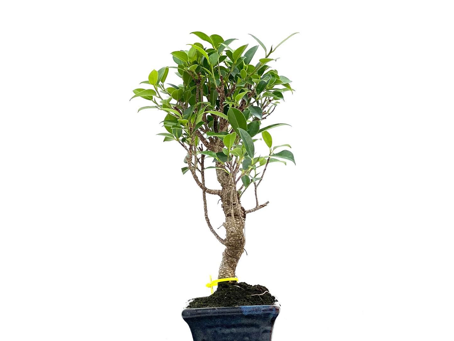 Ficus Tiger Bark 2980