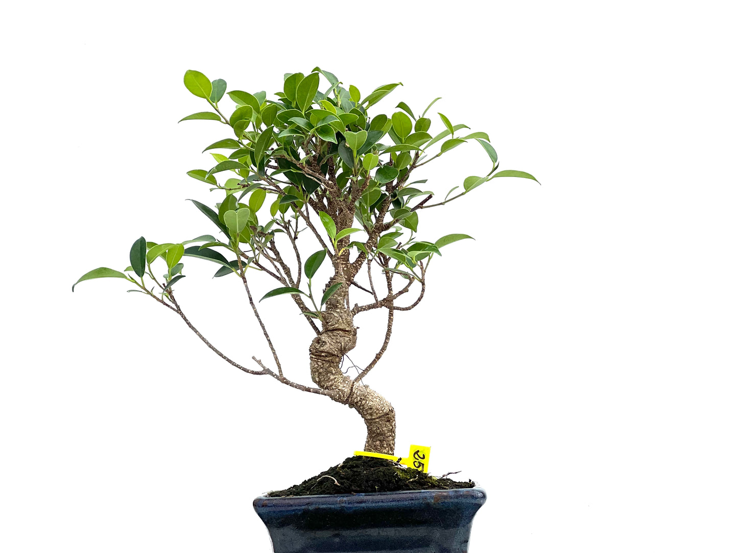 Ficus Tiger Bark 2980