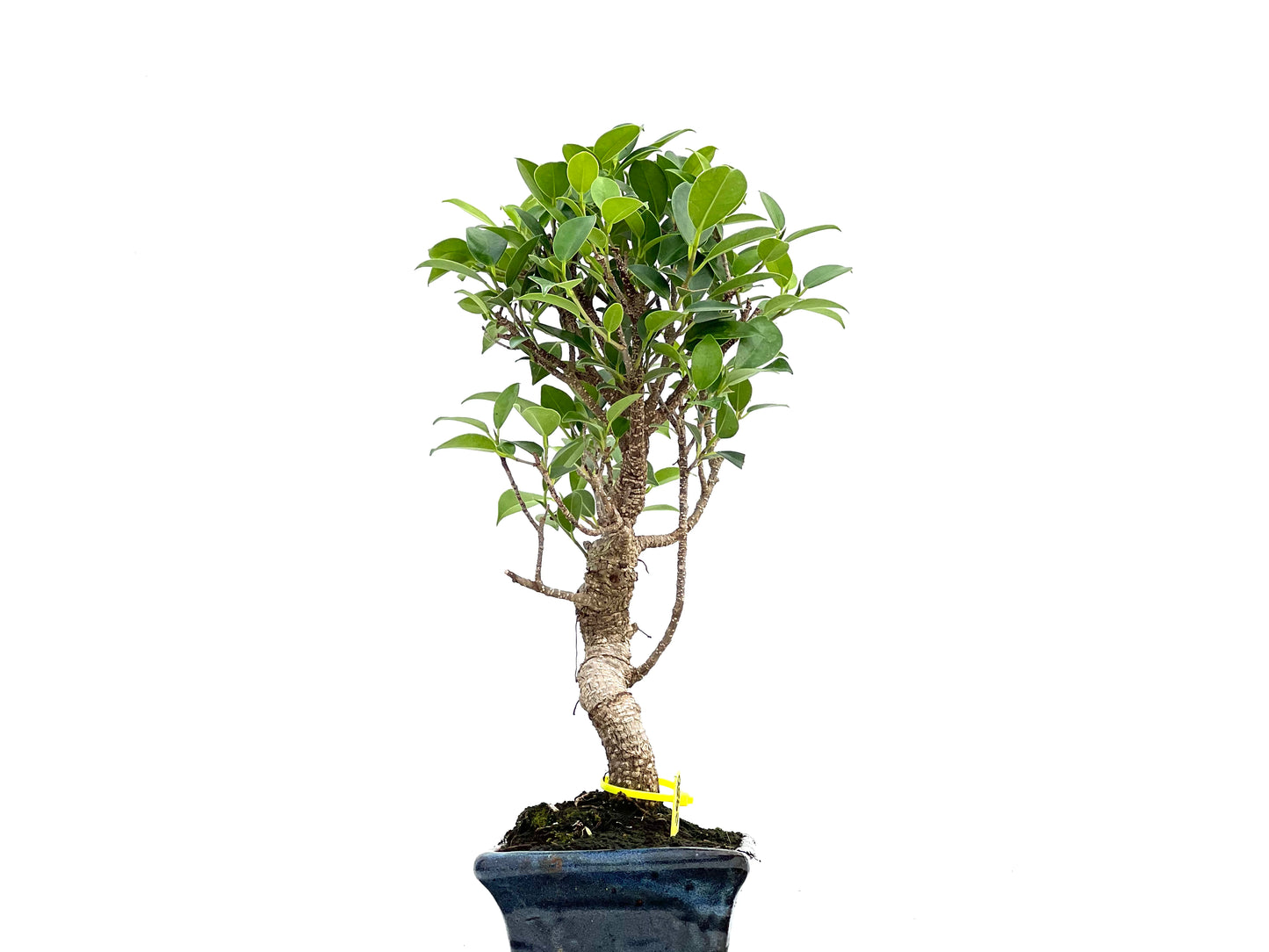 Ficus Tiger Bark 2980