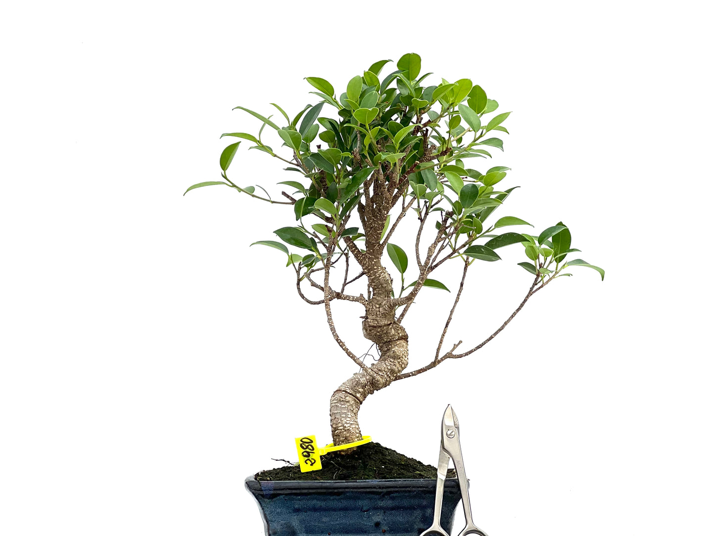 Ficus Tiger Bark 2980