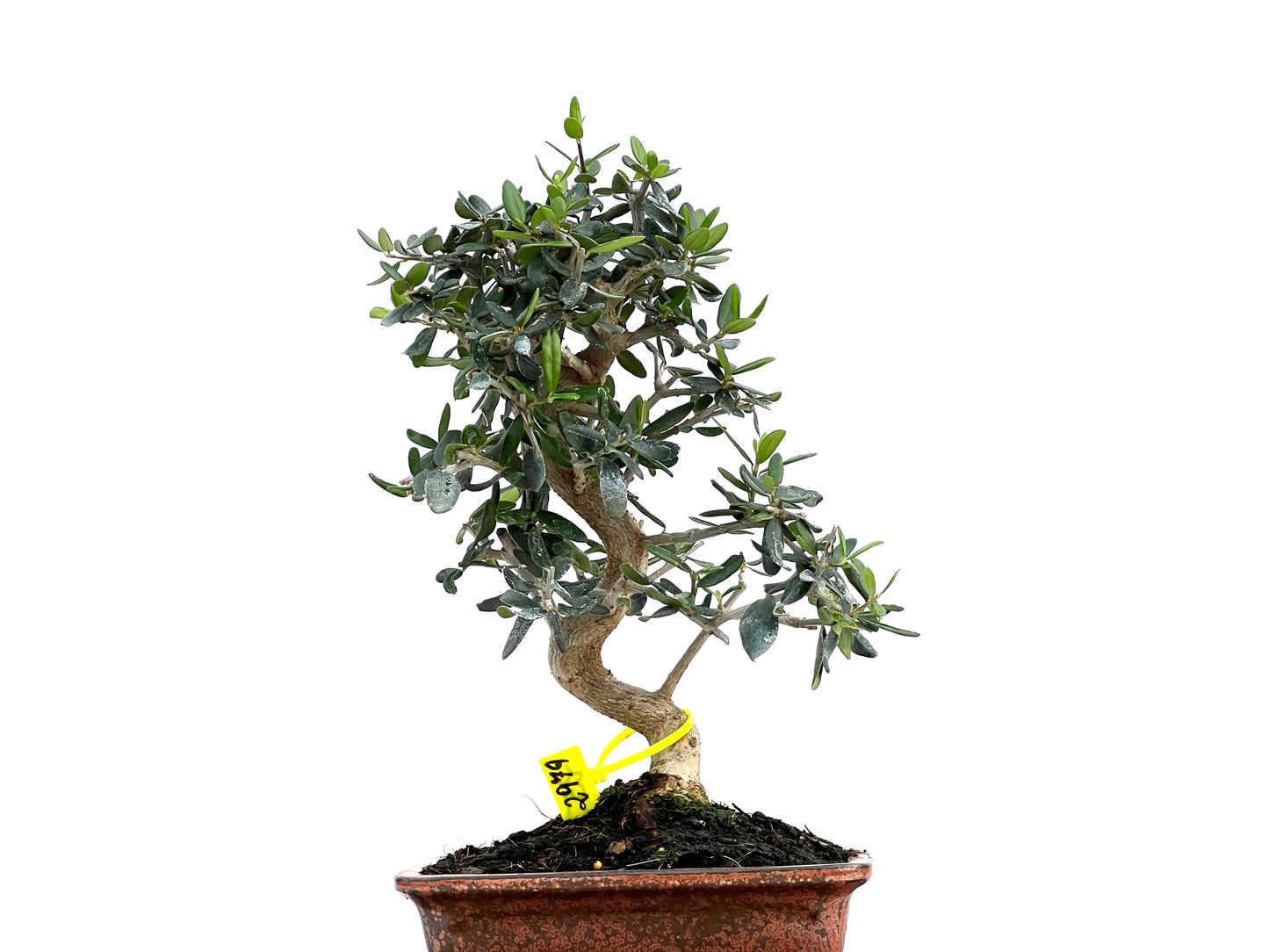 Olea Europaea Sylvestris 2979