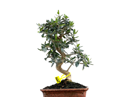 Olea Europaea Sylvestris 2979