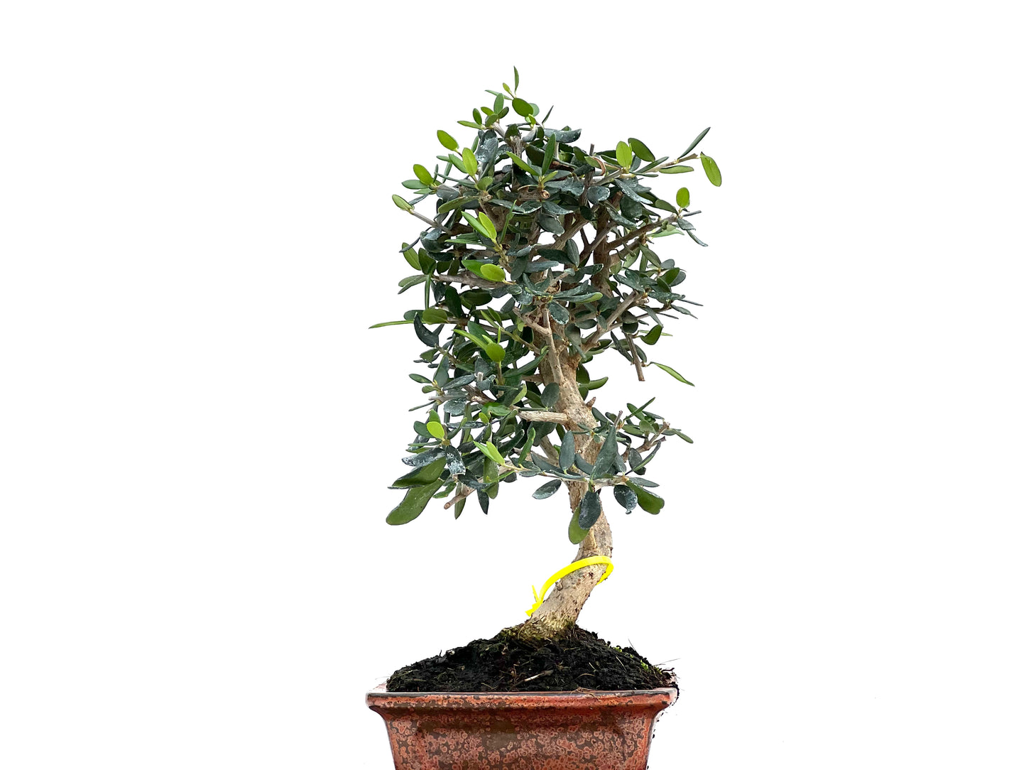 Olea Europaea Sylvestris 2979