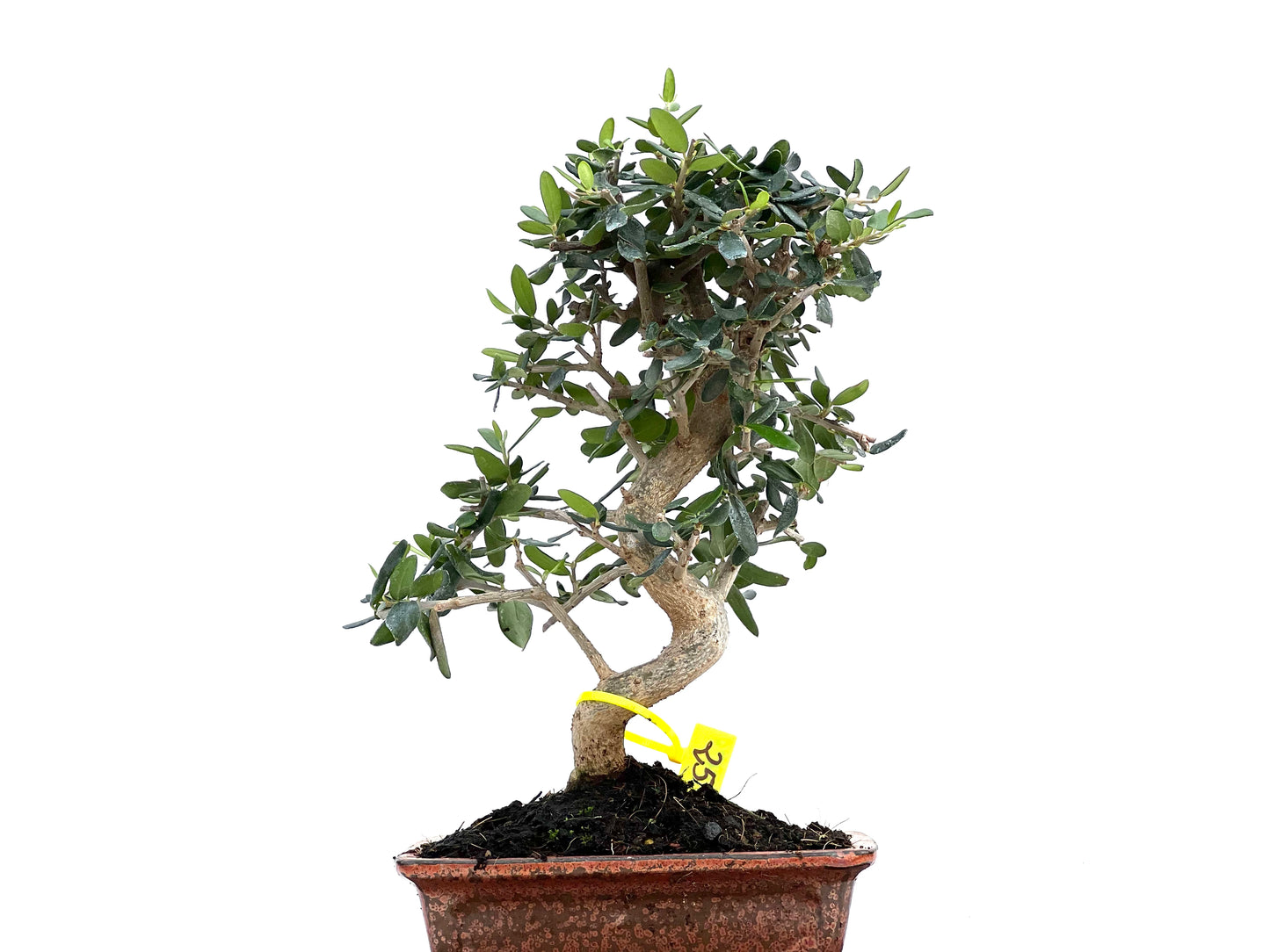 Olea Europaea Sylvestris 2979