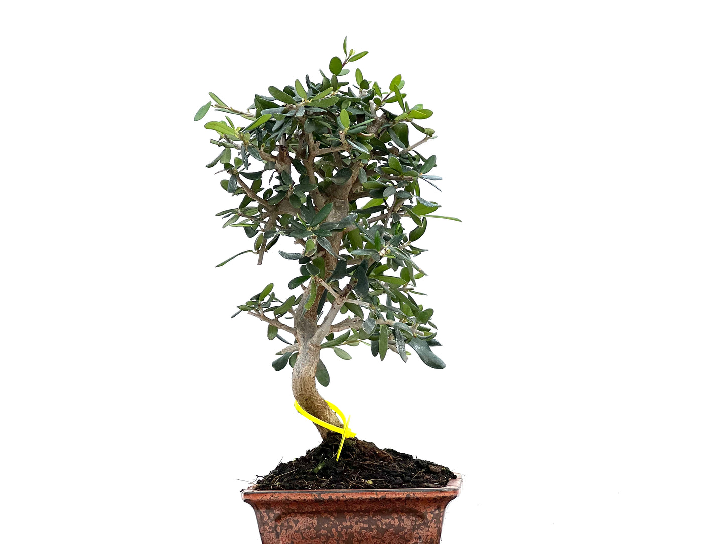 Olea Europaea Sylvestris 2979