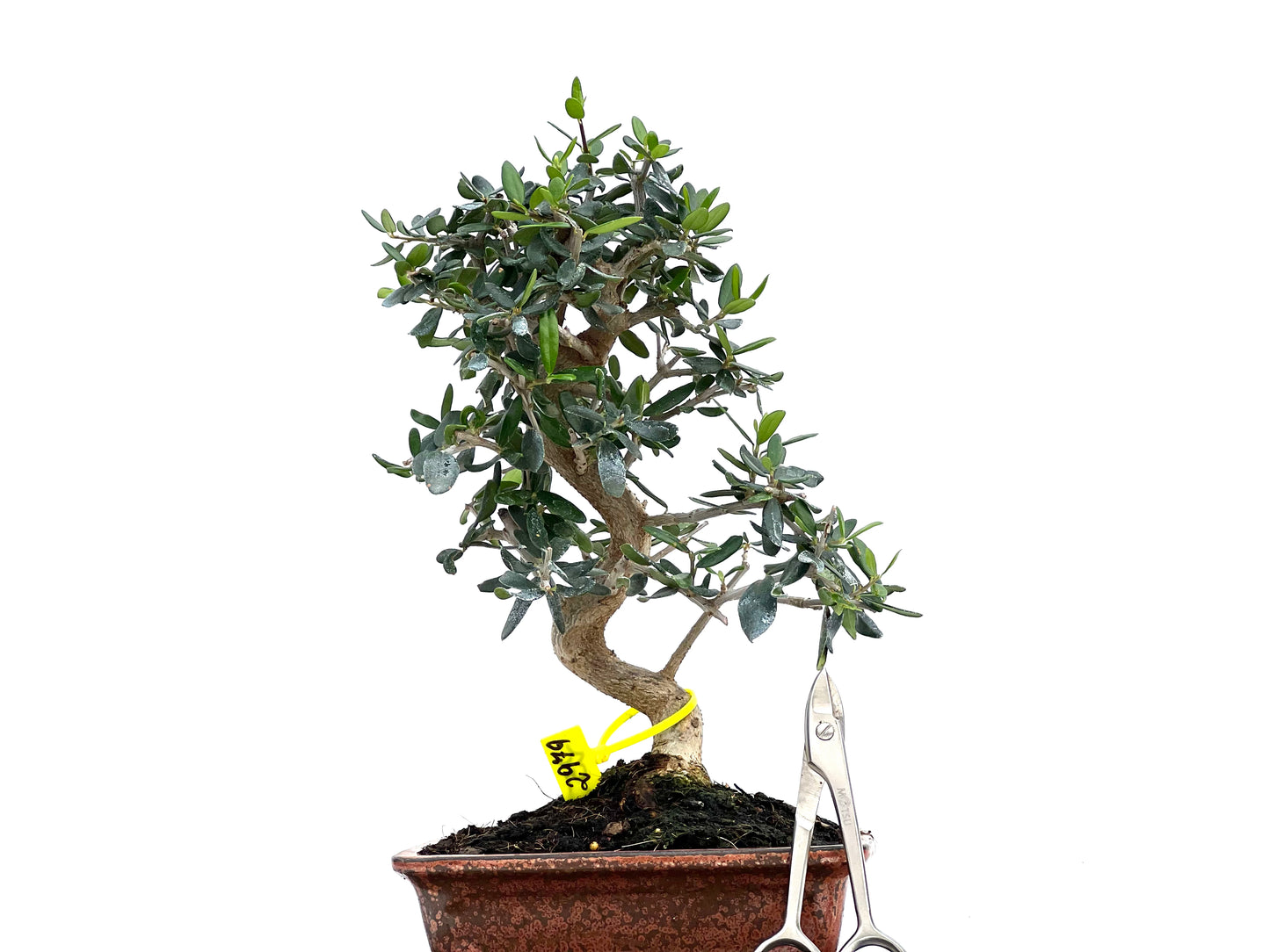 Olea Europaea Sylvestris 2979