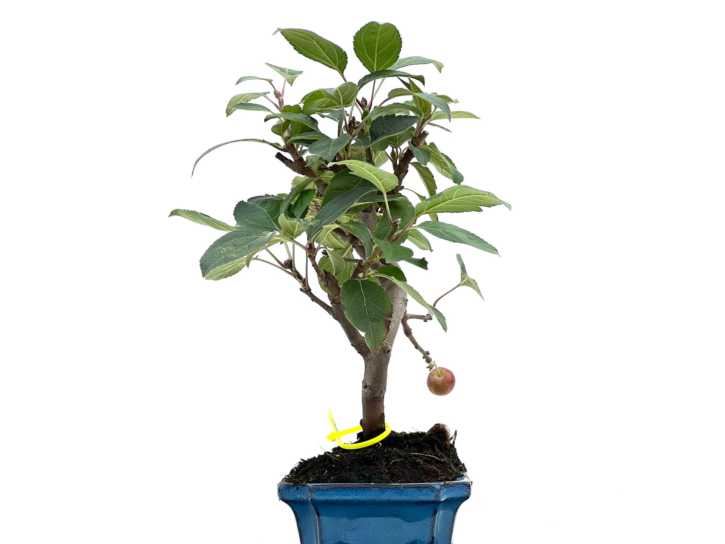 Malus Everest 2984