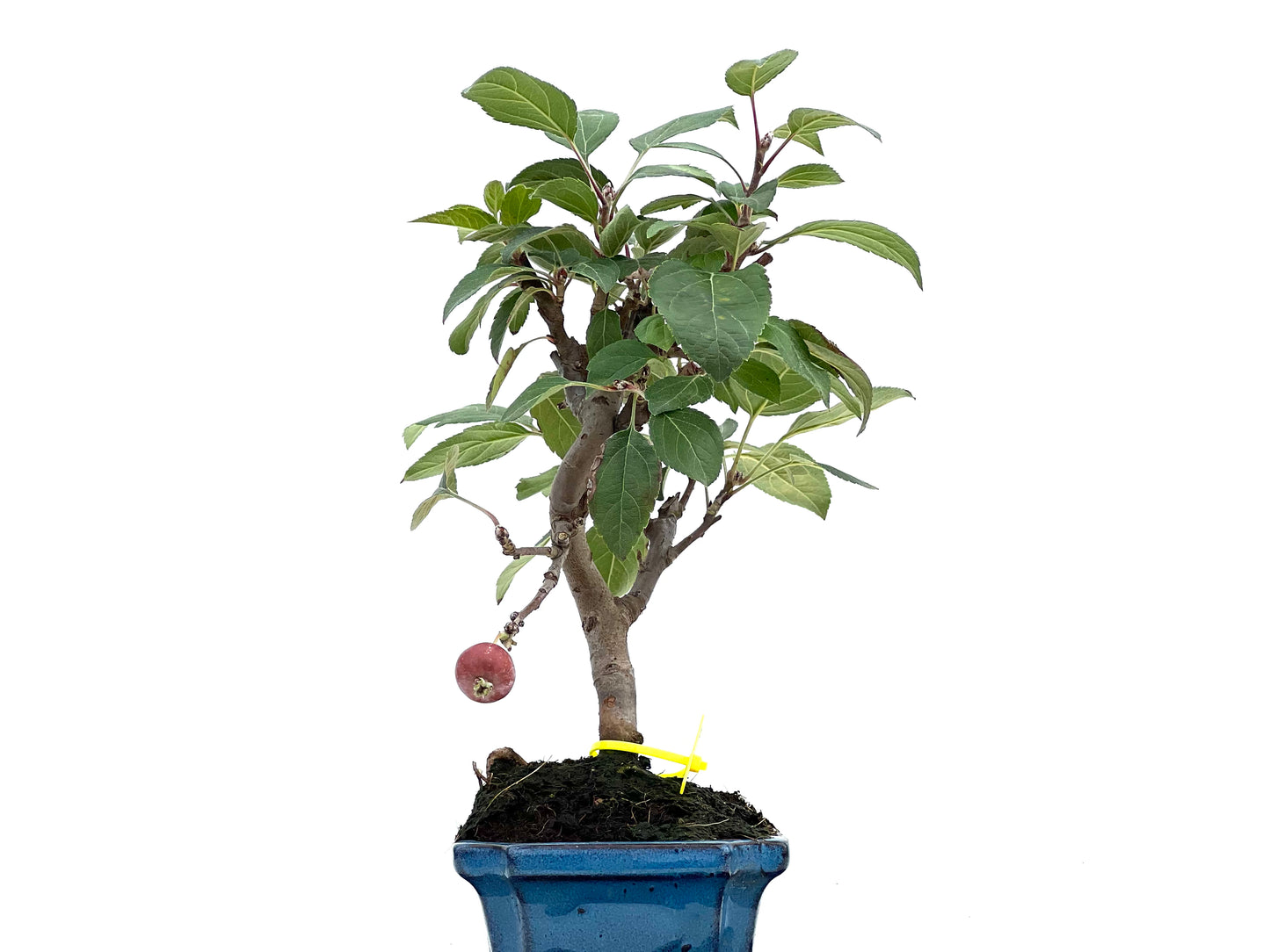 Malus Everest 2984