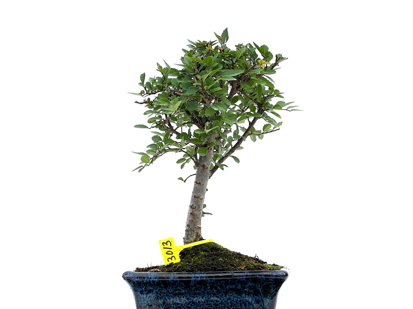 Ulmus Parvifolia 3013