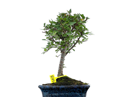 Ulmus Parvifolia 3013